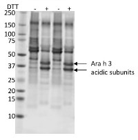 Peanut protein in the group Antibodies for Plant/Algal  / Food Proteins/Allergens at Agrisera AB (Antibodies for research) (AS09 566)
